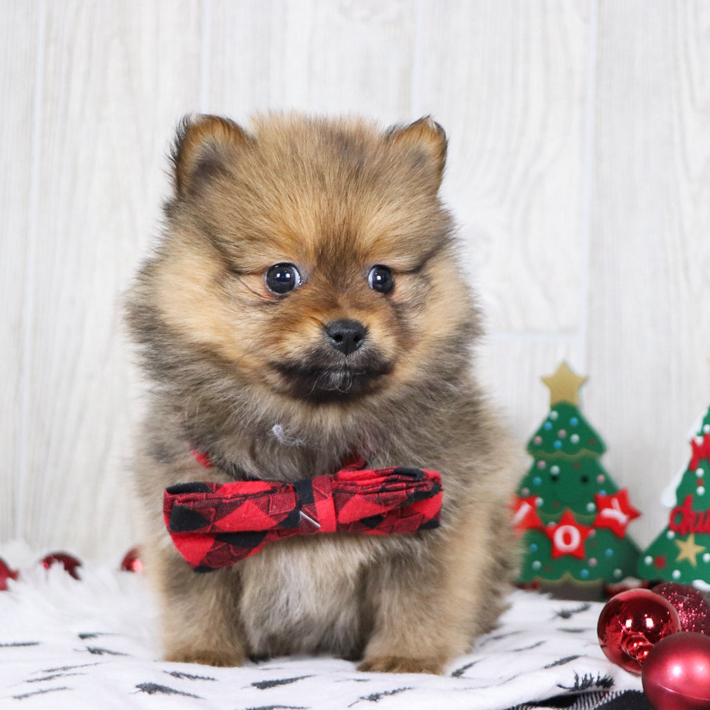 Acton - Available Now