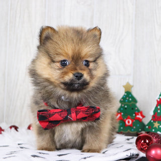 Acton - Available 12/3