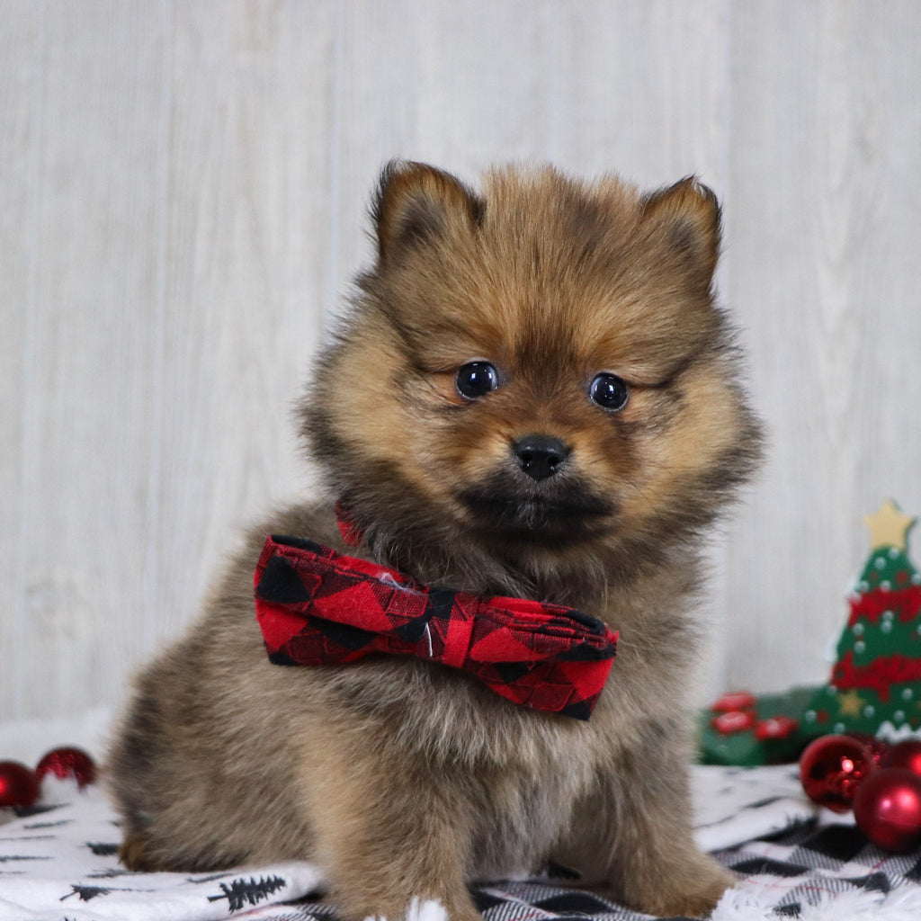 Acton - Available Now