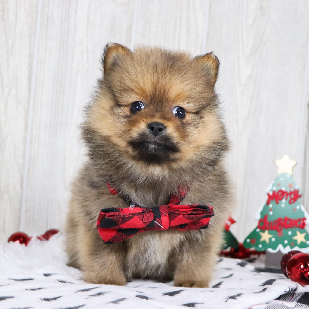 Acton - Available 12/3