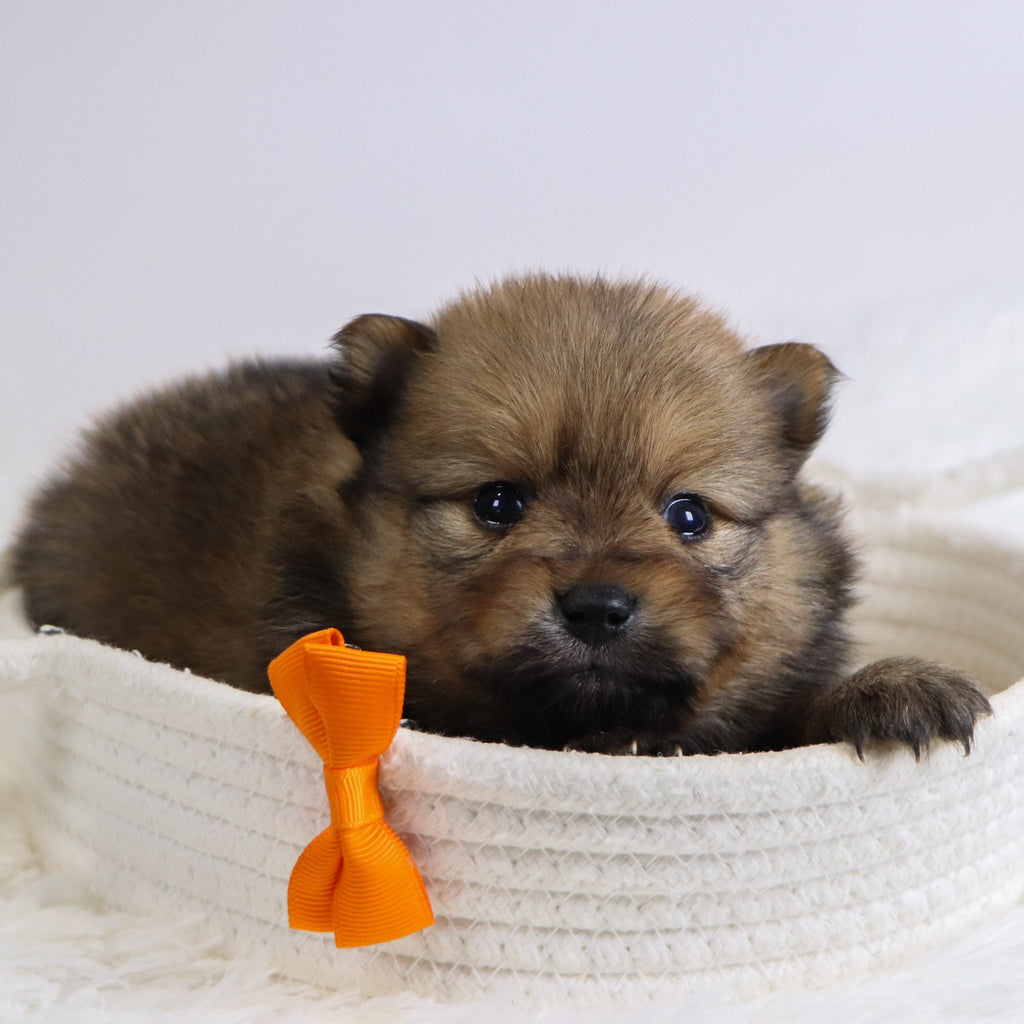 Acton - Available Now