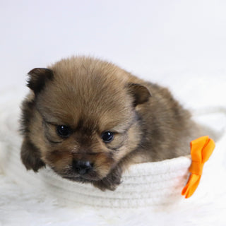 Acton - Available 12/3