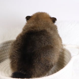 Acton - Available Now