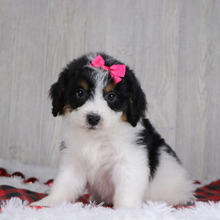 Adele - Available 12/17