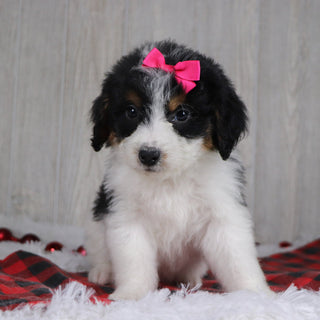 Adele - Available 12/17