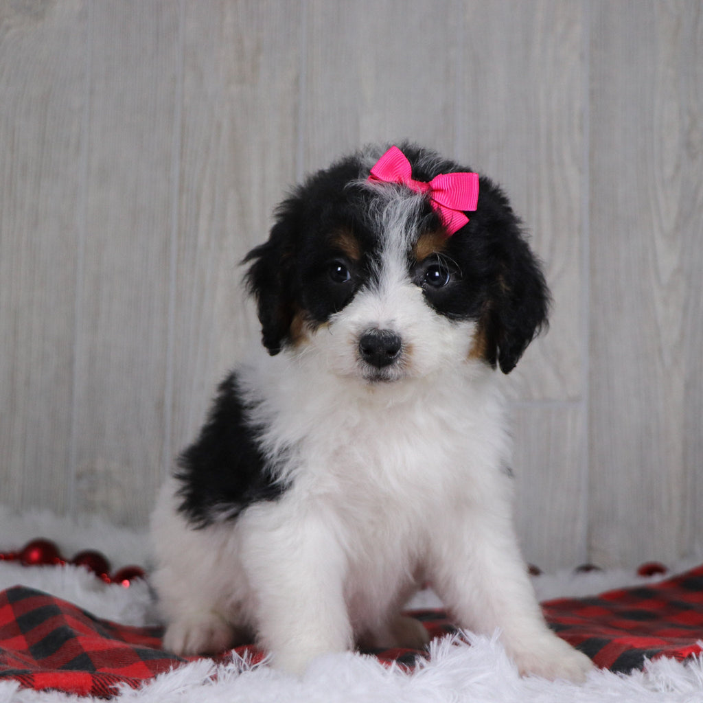 Adele - Available 12/17