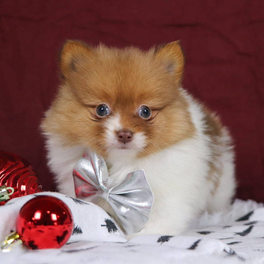 Adwin *PRE-TRAINED* - Available Now