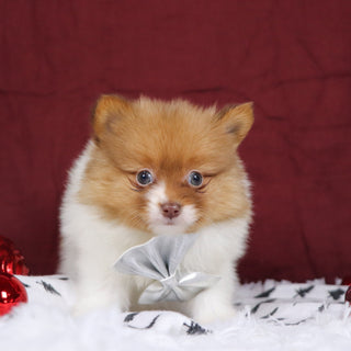 Adwin - Available Now