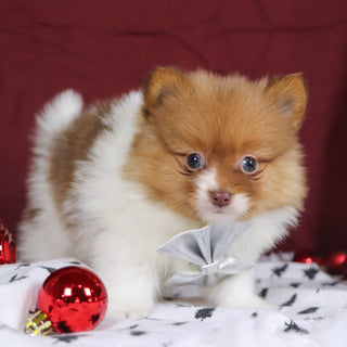 Adwin - Available Now