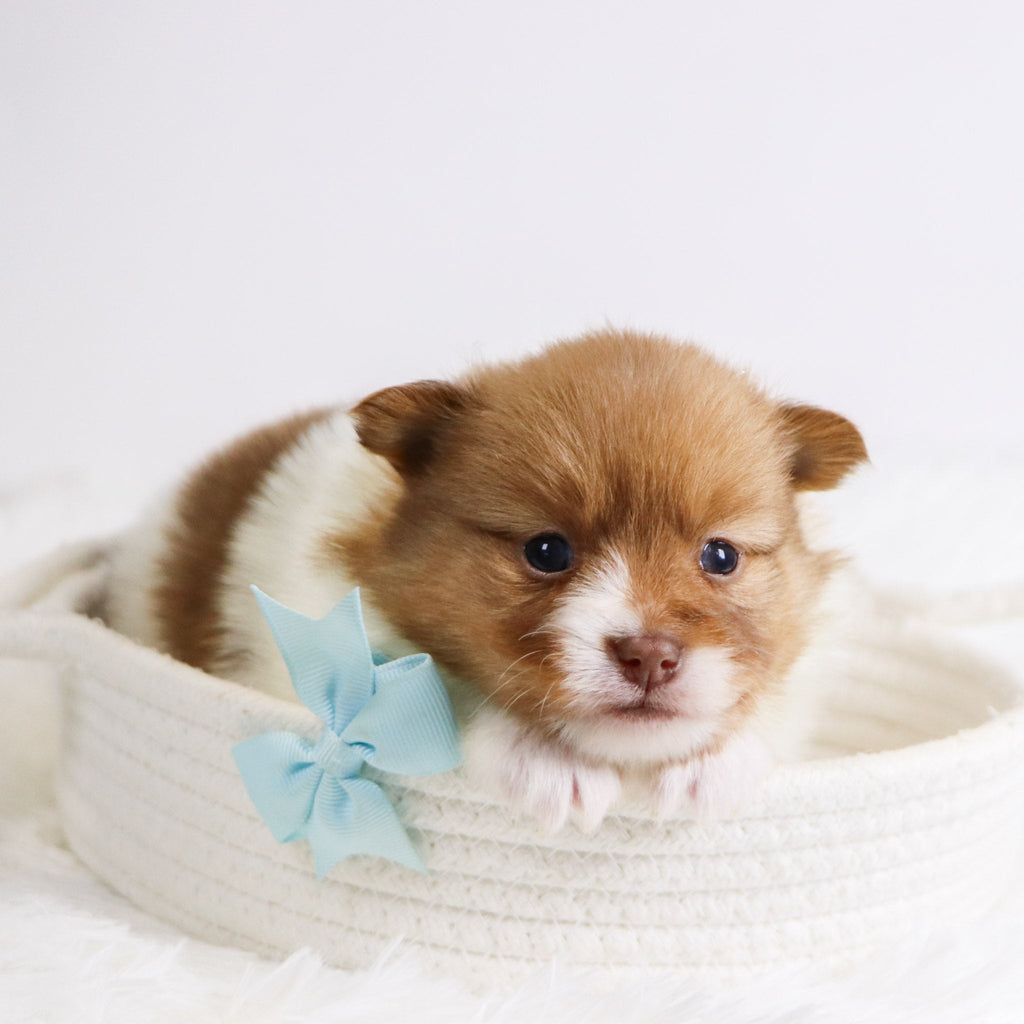 Adwin *PRE-TRAINED* - Available Now