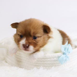 Adwin - Available 12/3