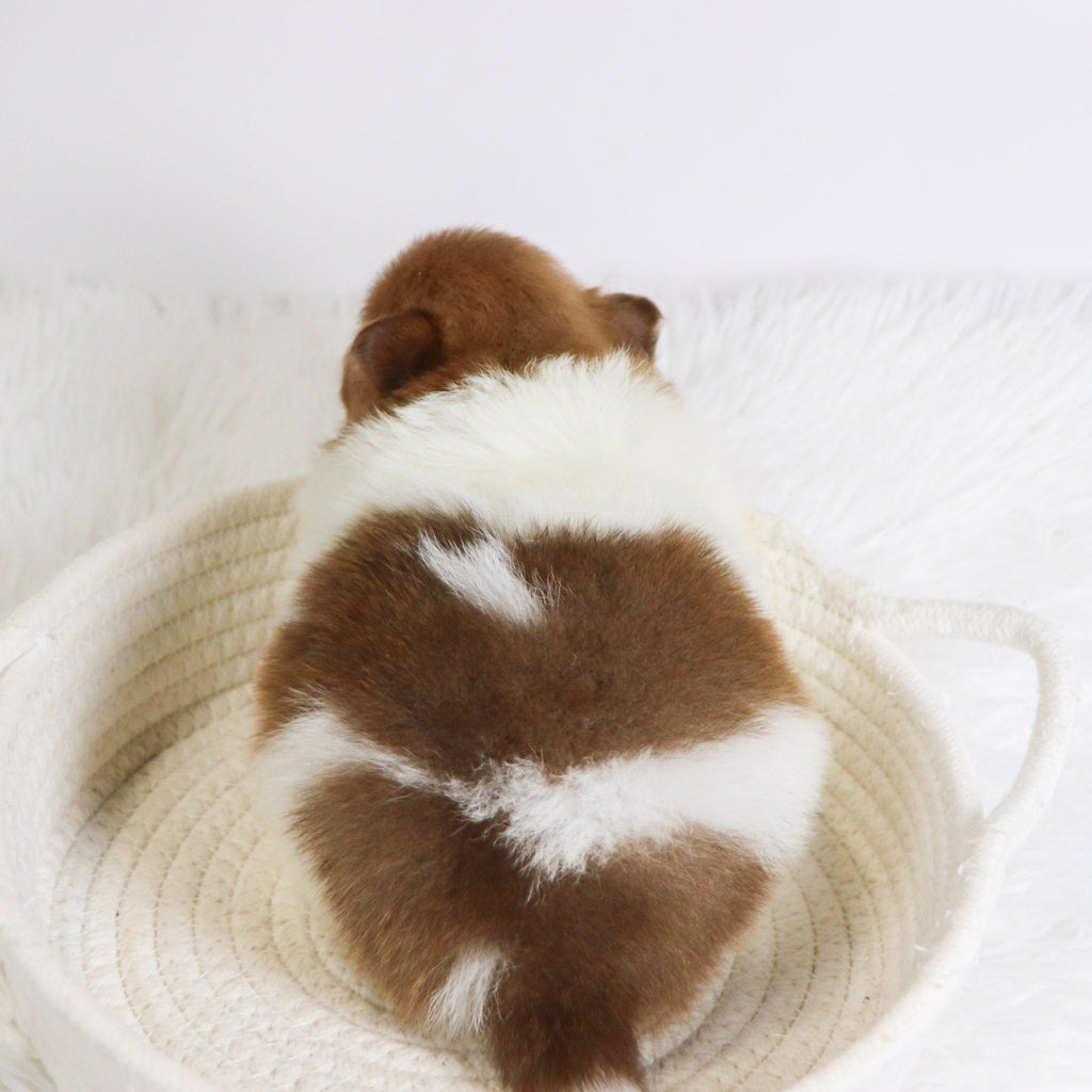 Adwin - Available 12/3