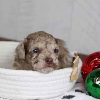 Aldie - Available 1/28