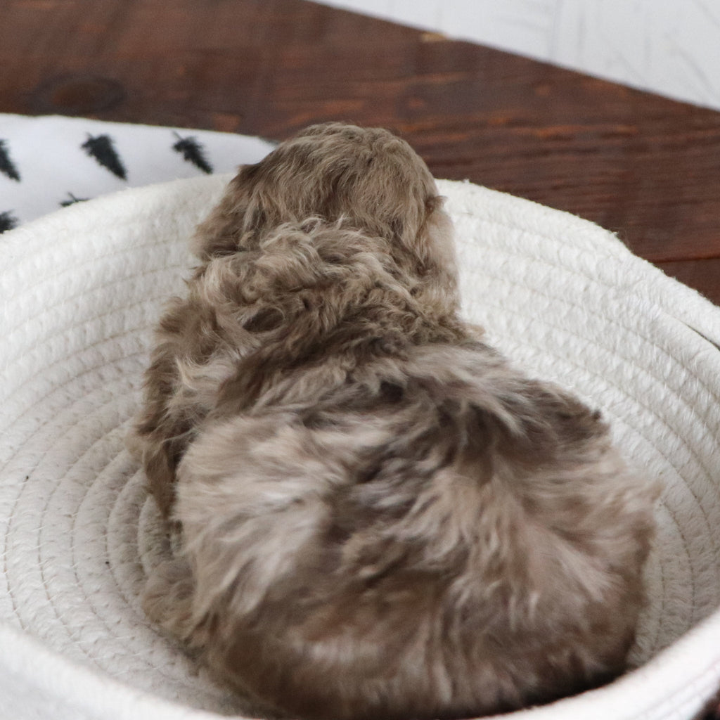 Aldie - Available 1/28