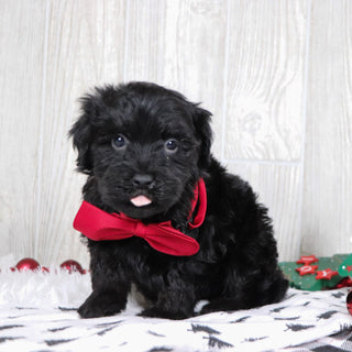 Aldo - Available 12/3