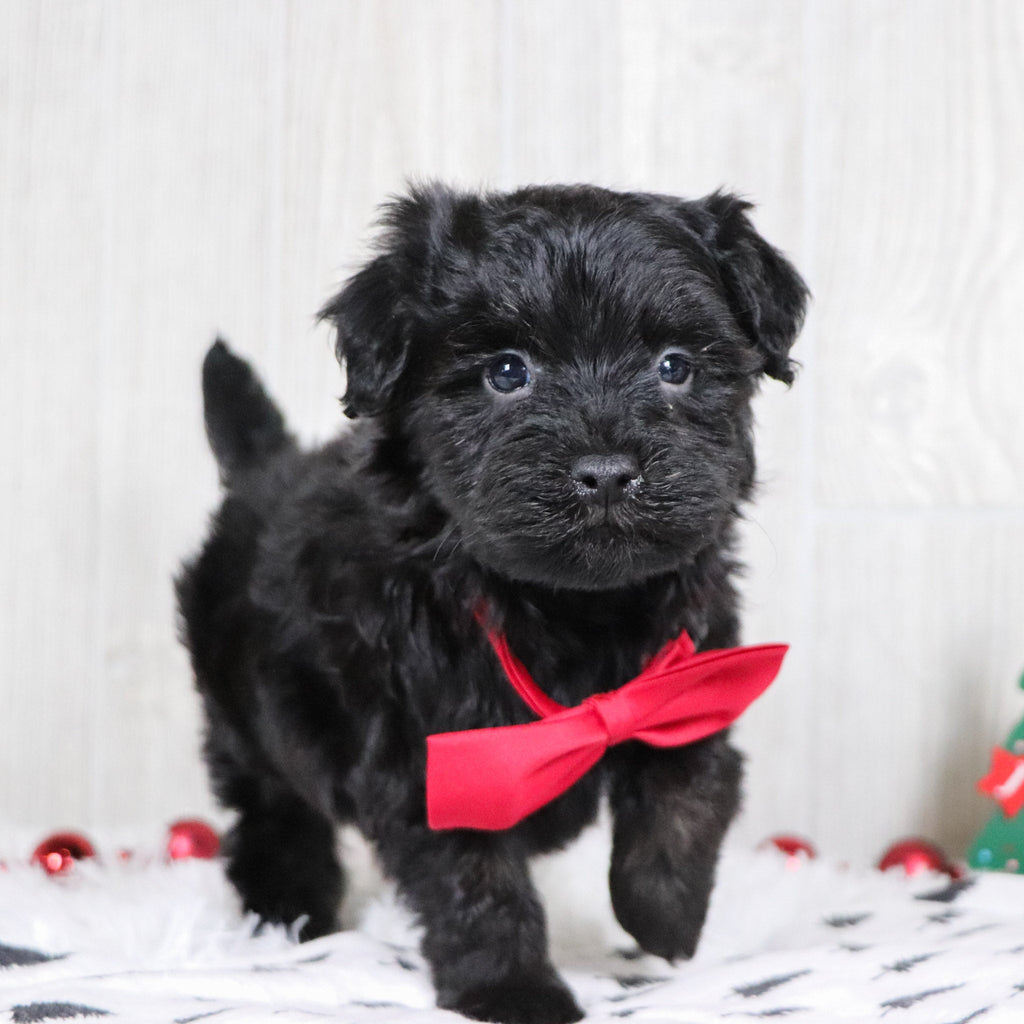 Aldo - Available 12/3