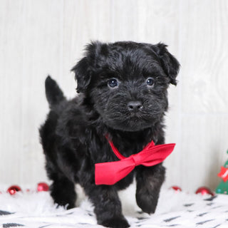 Aldo - Available 12/3