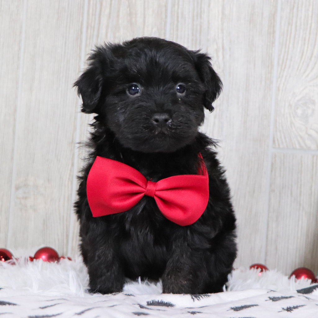 Aldo - Available 12/3