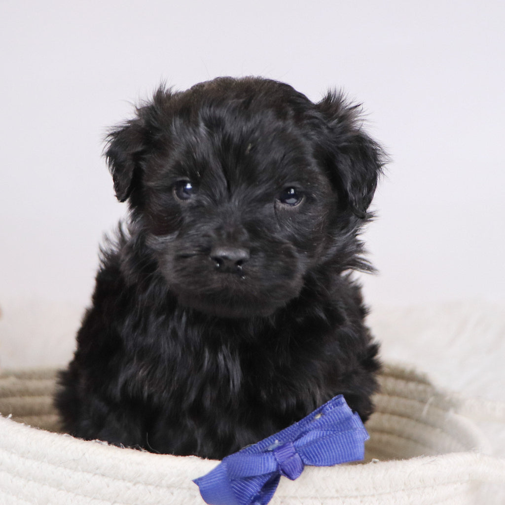 Aldo - Available 12/3