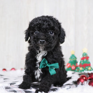 Aldred - Available 12/3