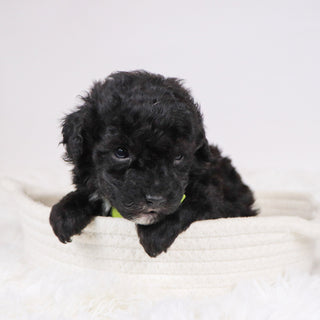 Aldred - Available 12/3