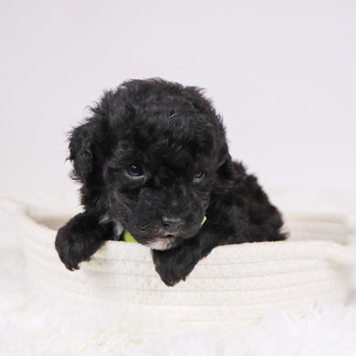 Aldred - Available 12/3