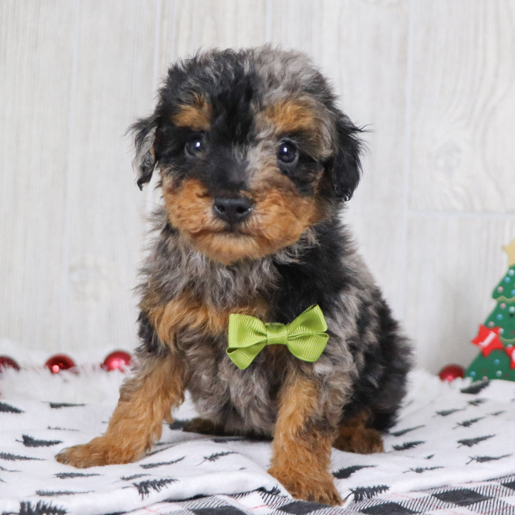 Alex - Available 12/3