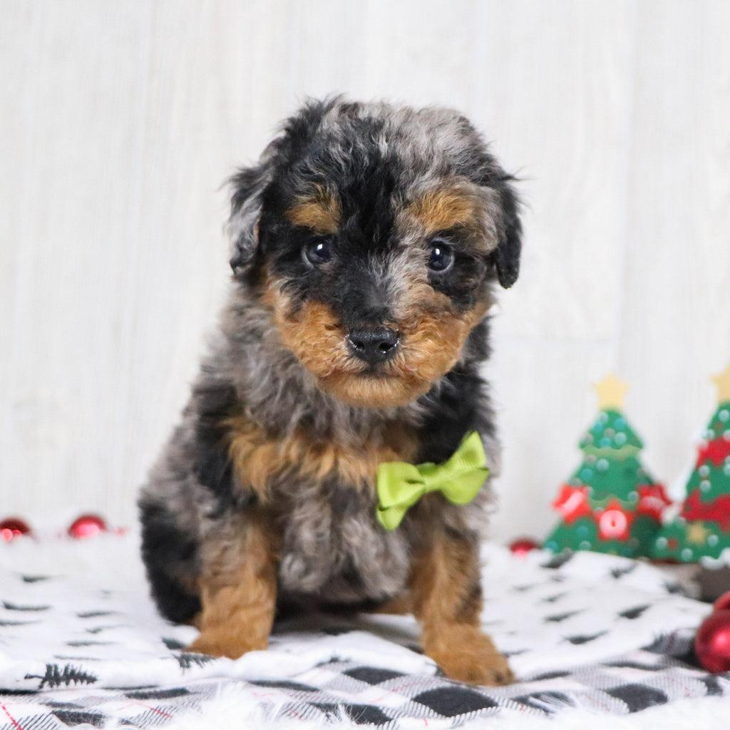 Alex - Available 12/3