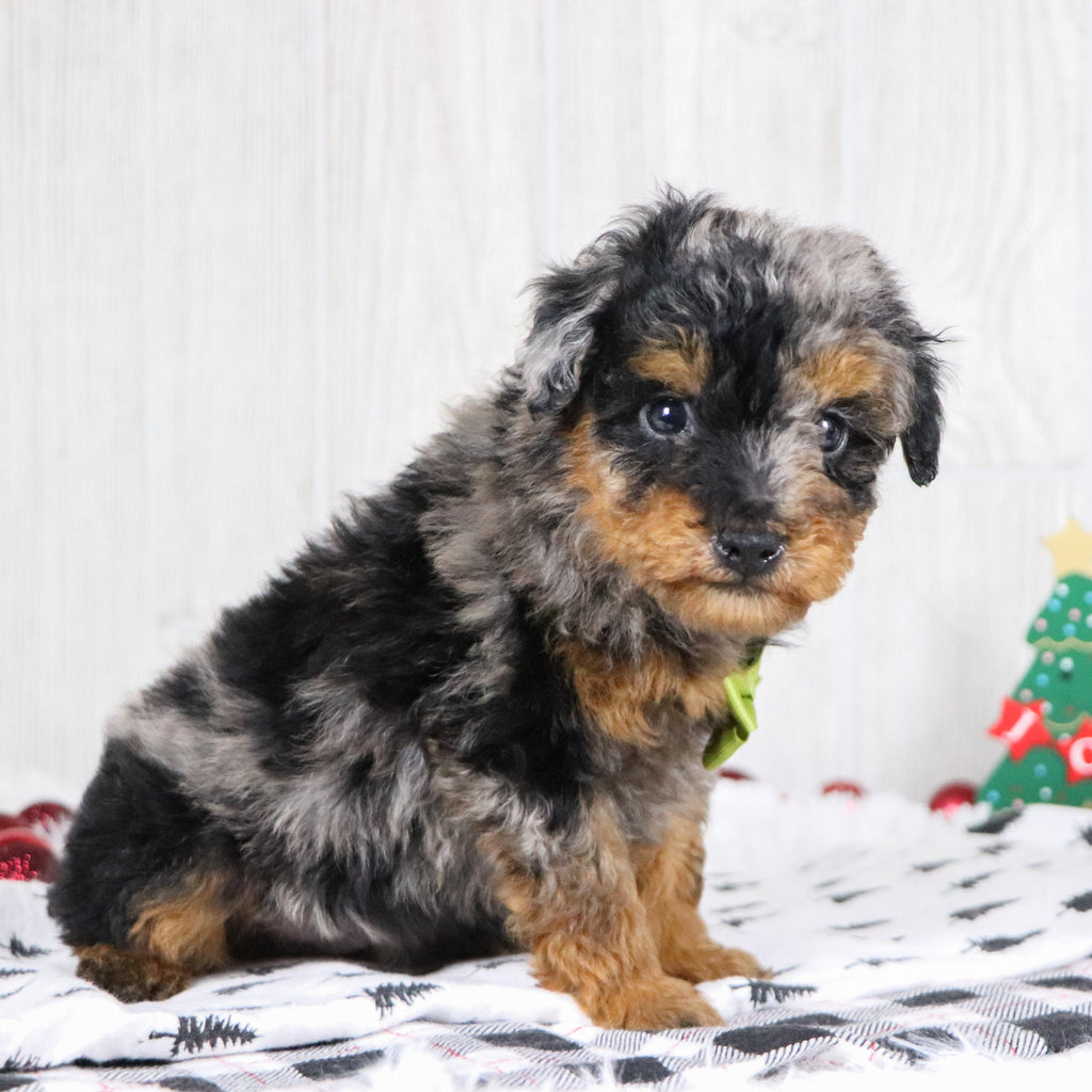 Alex - Available 12/3