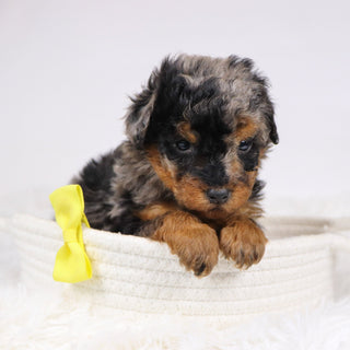 Alex - Available 12/3