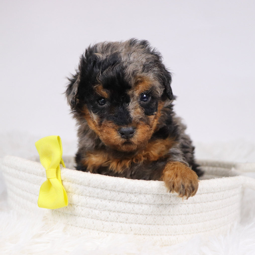 Alex - Available 12/3