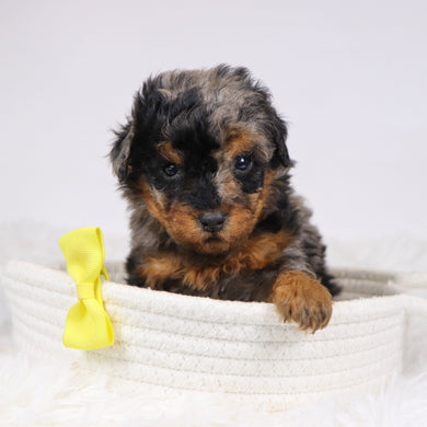 Alex - Available 12/3