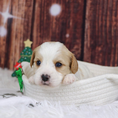 Alexander - Available 12/31