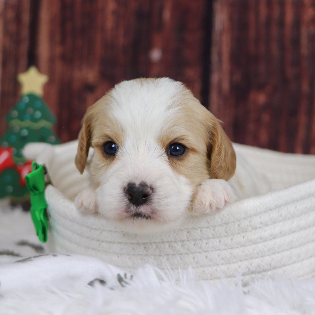 Alexander - Available 12/31