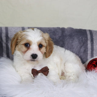 Alexander - Available 12/31