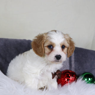 Alexander - Available 12/31