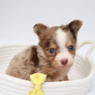 Alfie - Available Now