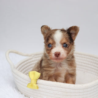 Alfie - Available Now