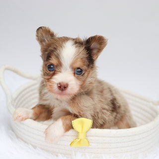 Alfie - Available Now