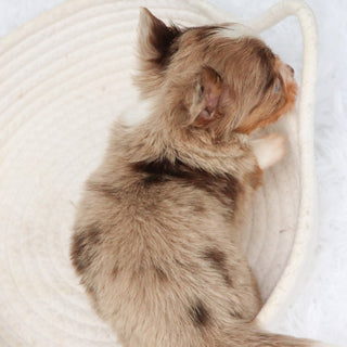 Alfie - Available Now