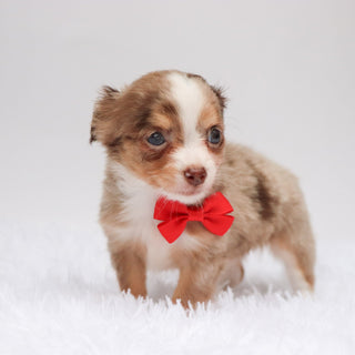 Alfie - Available 9/10