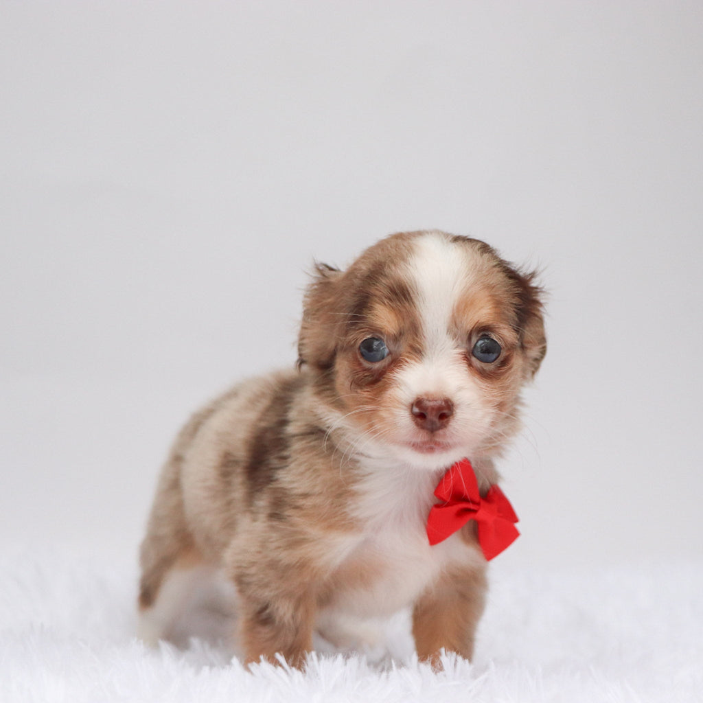 Alfie - Available 9/10