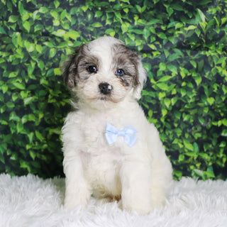 Alfio - Available Now