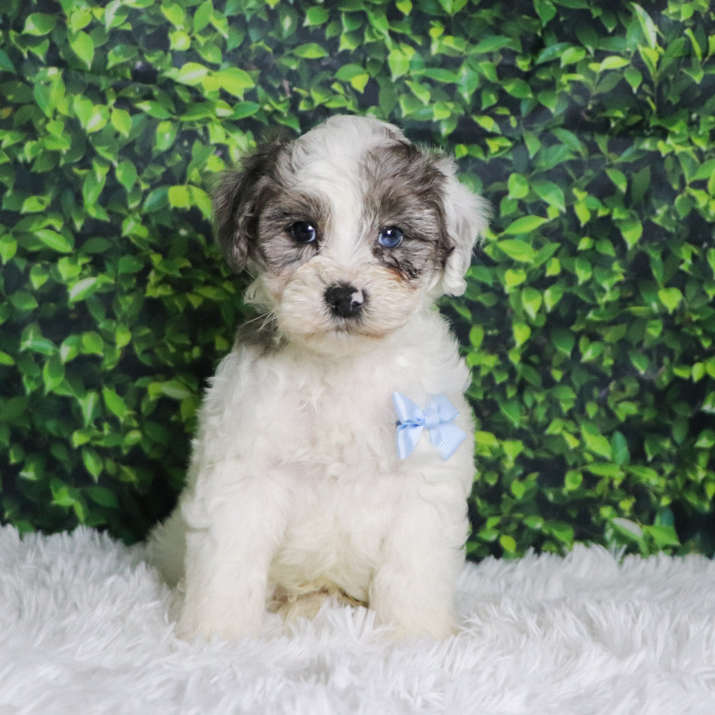 Alfio - Available Now