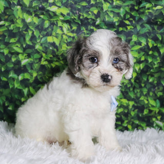 Alfio - Available Now