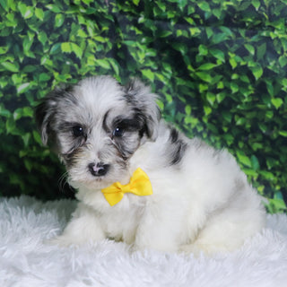 Alfred - Available Now