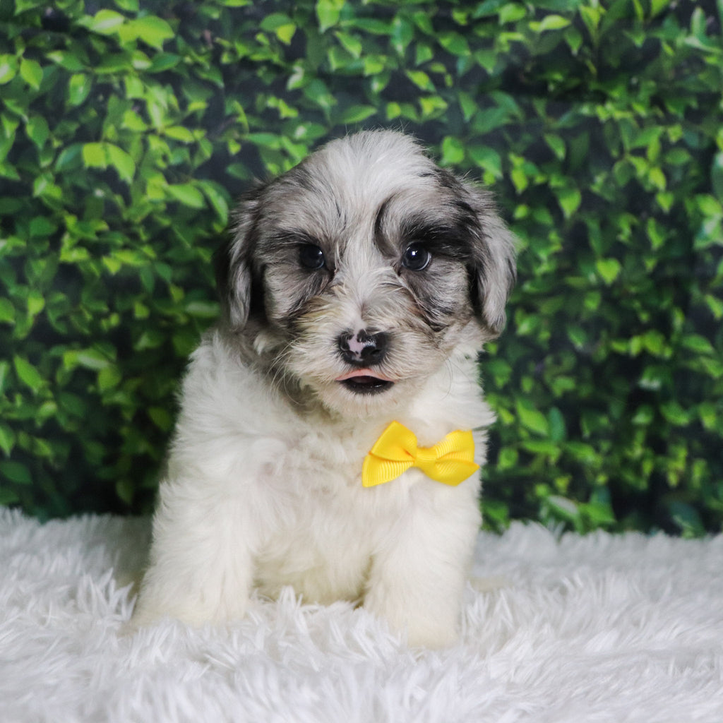 Alfred - Available Now