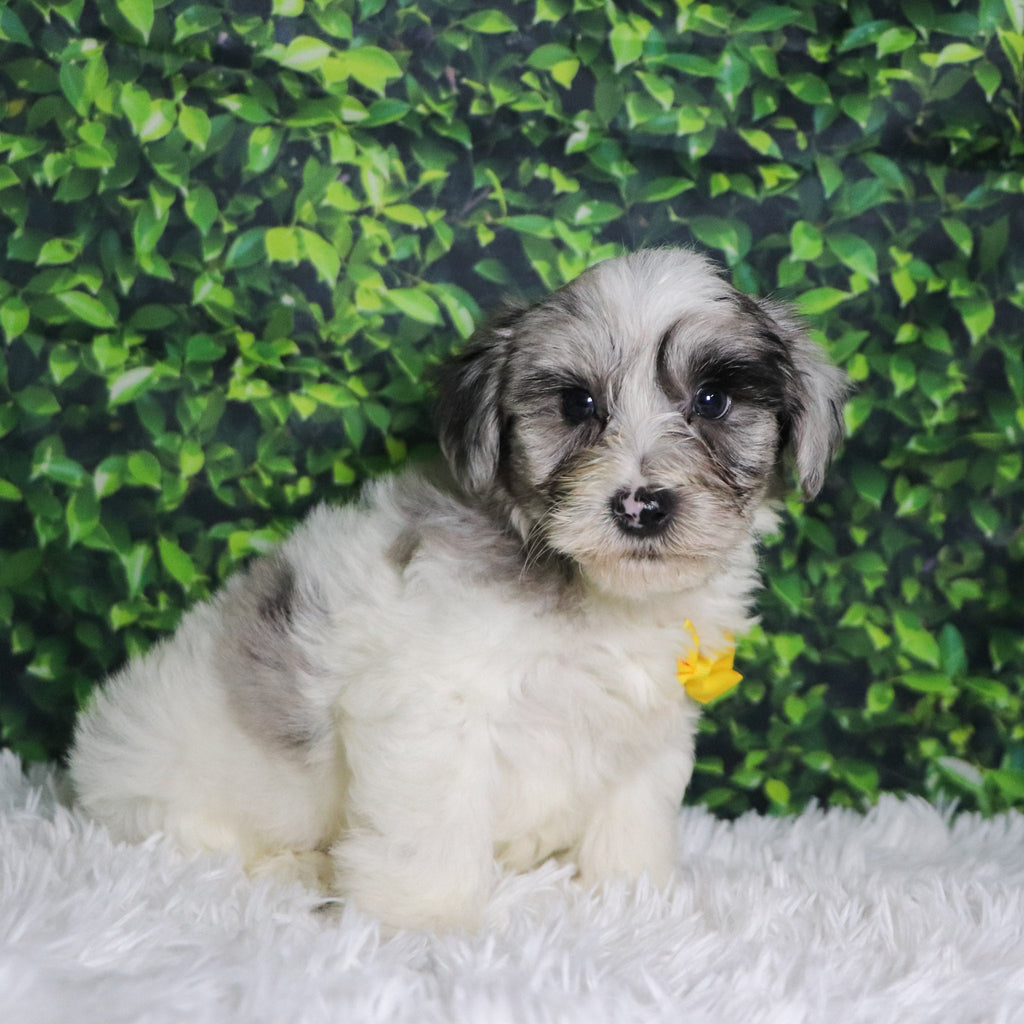 Alfred - Available Now