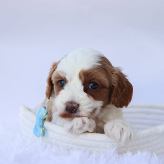 Almond - Available 10/7