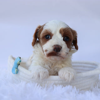 Almond - Available 10/7